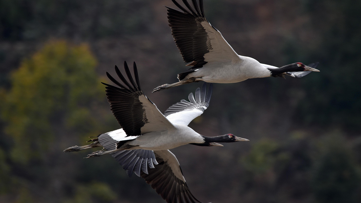Black-necked Cranes, Phobjikha