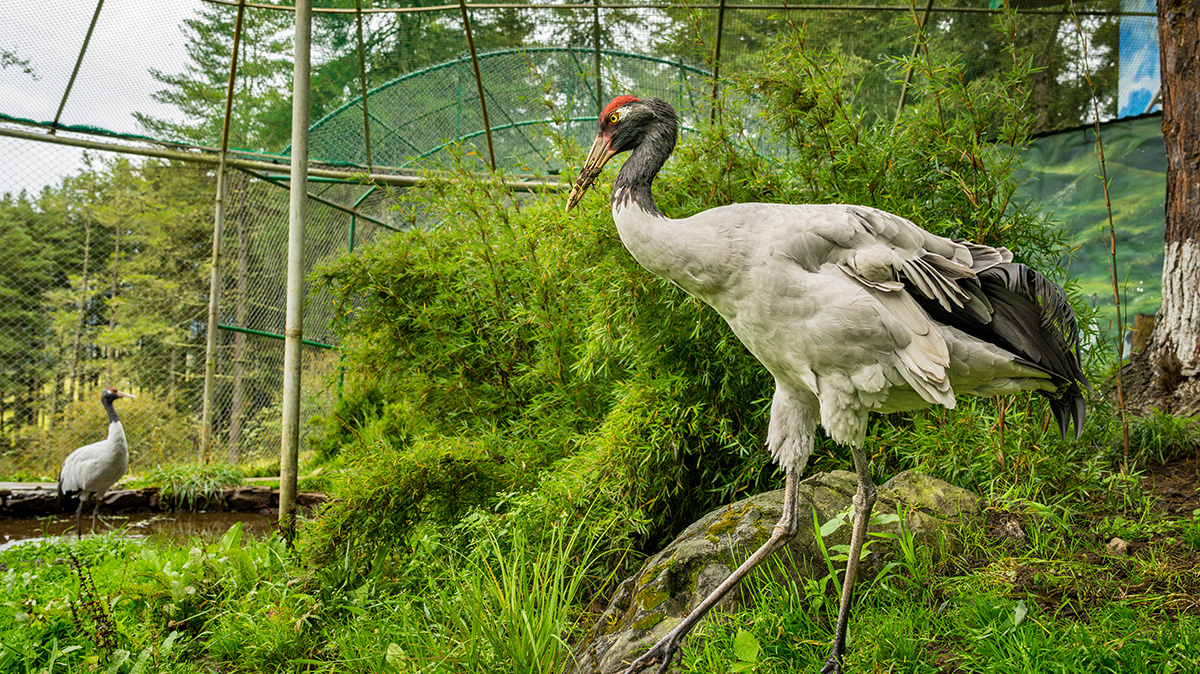 RSPN Center, Phobjikha